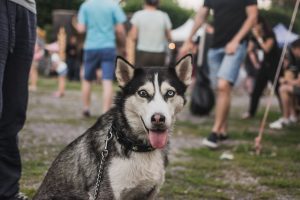 dog at crowded outdoor area